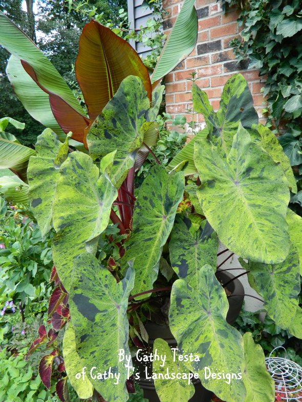 Elephant Ear - Colcocasia