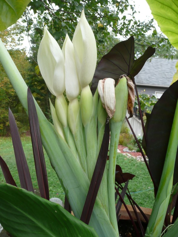 Giant Ele Ear Flowers
