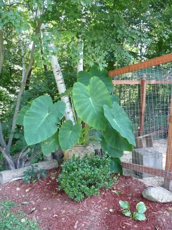 Elephant Ears
