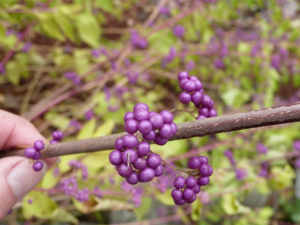 Beautyberry C. dichotoma 'Issai'