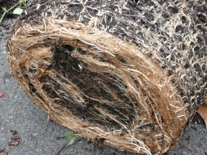 Canna Roots Base of Roots