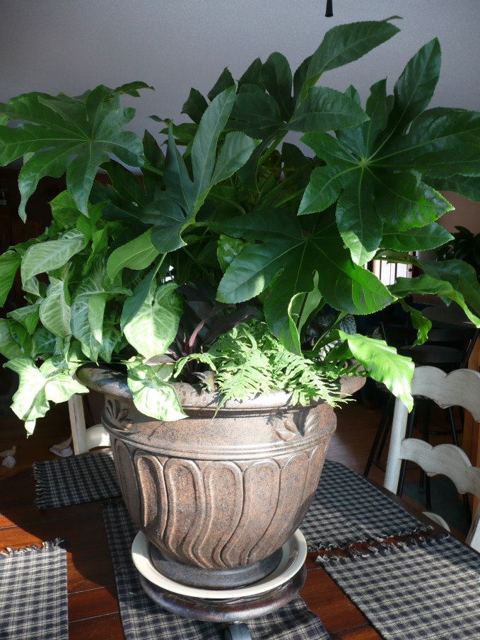 Filled with Fatsia and supporting houseplants