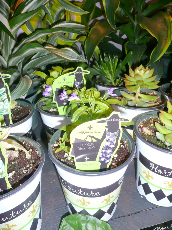 Print on Dress matches Lobelia!