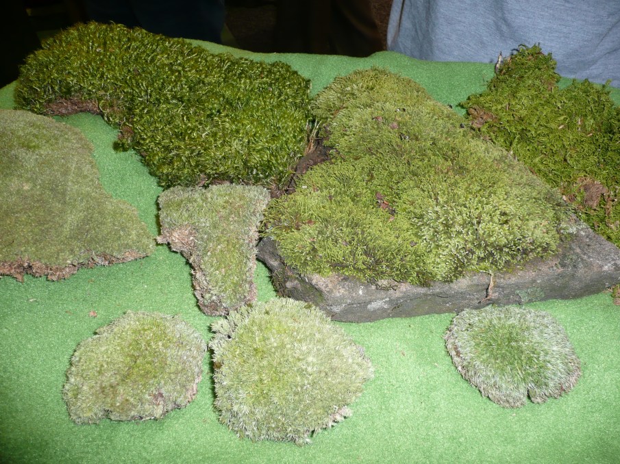 Moss Rocks