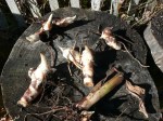 Rhizomes in the sun