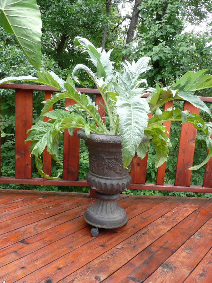 One mo after planting