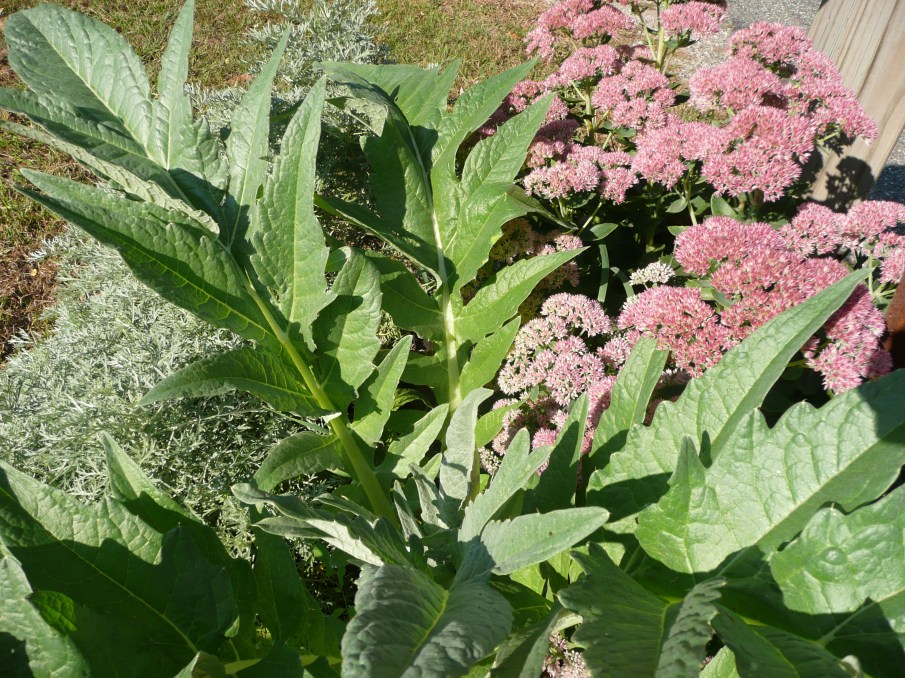 Cardoon with Blooms
