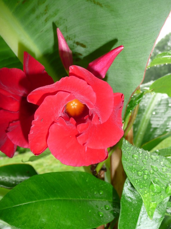 Mini-Crimson Mandevilla
