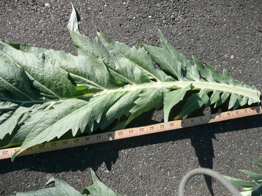 Cardoon foliage