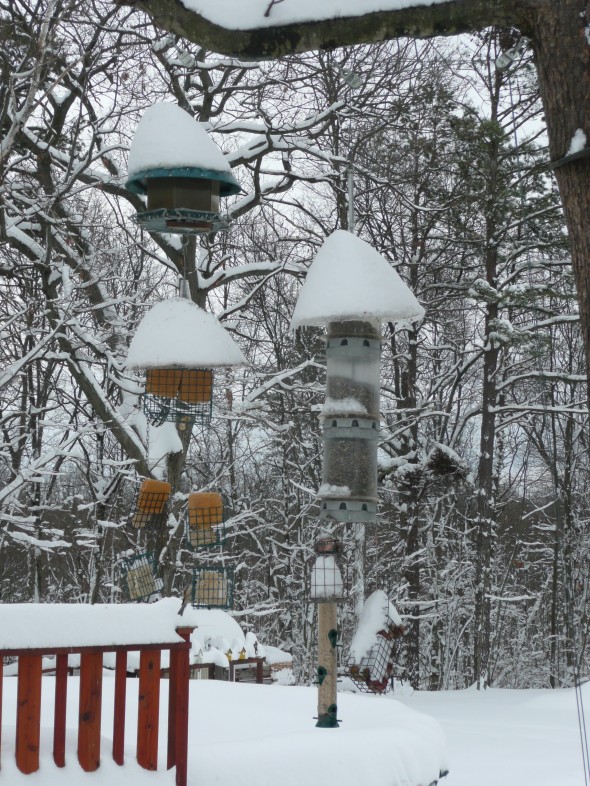 Winter shot of Steve's birdfeeders, loaded one year during a storm.