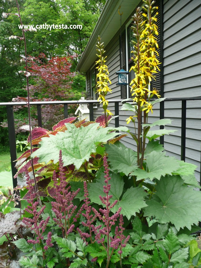 Astilbe near