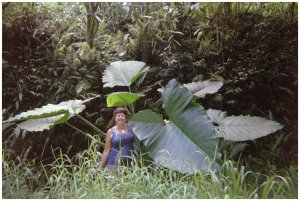 Cathy T in Hawaii, spotted big elephant ears on road side, pulled over! A plant that is poisonous if not cooked properly.