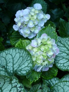 Hydrangea with Brunnera
