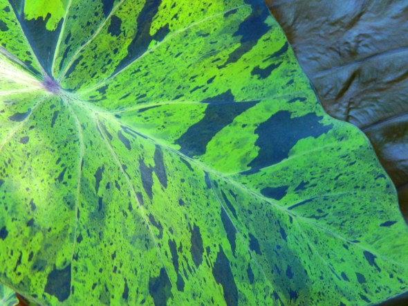 Mojito Ele Ear Cathy Testa-001