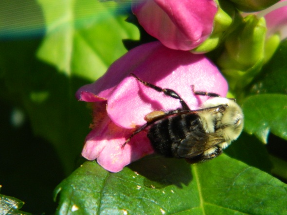 Bee enjoys a Perennial (Turtlehead)