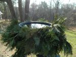 Birdbath with Evergreens
