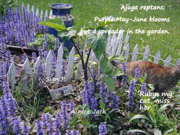 Bugleweed, a spreader and seed producer.