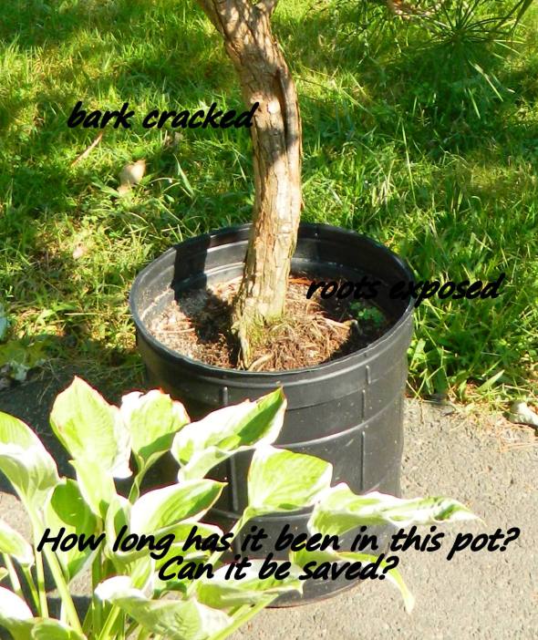 Damaged bark areas, how long has it been in this whittle pot?