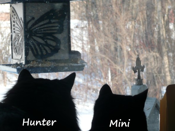 From my office window, the two enjoy the birds feeding.