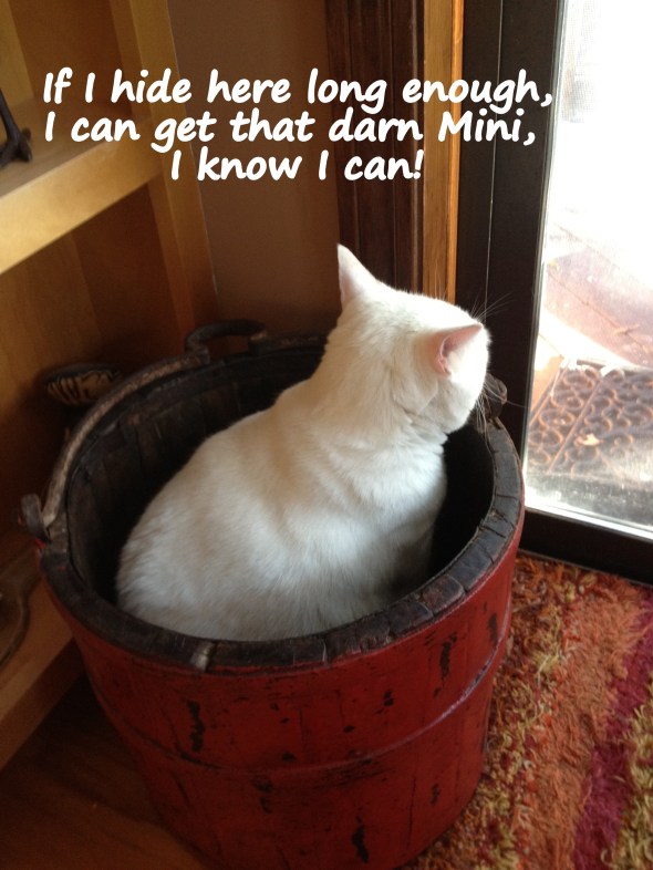 Waiting for Mini to return inside.