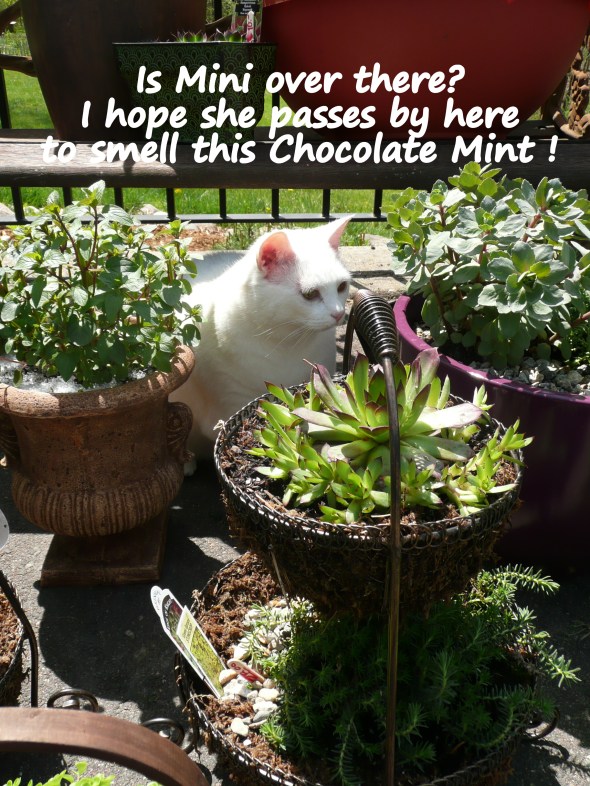 Kiwi on constant watch