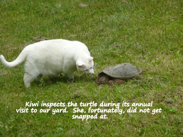 Easy does it, Kiwi !