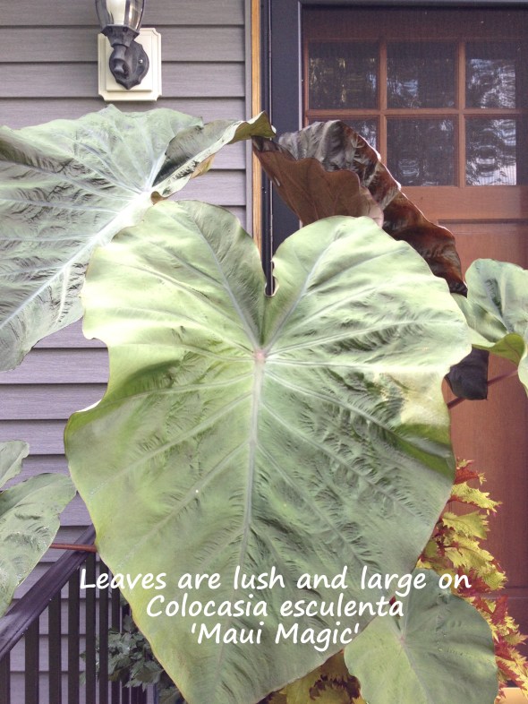 Maui Magic Front Ear