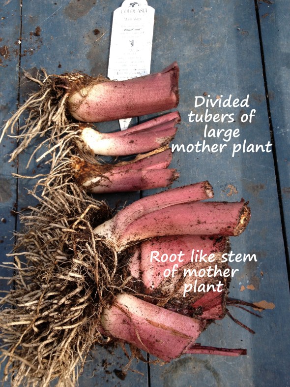 Tubers at base of stems