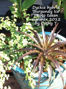 Burgundy Ice Dyckia