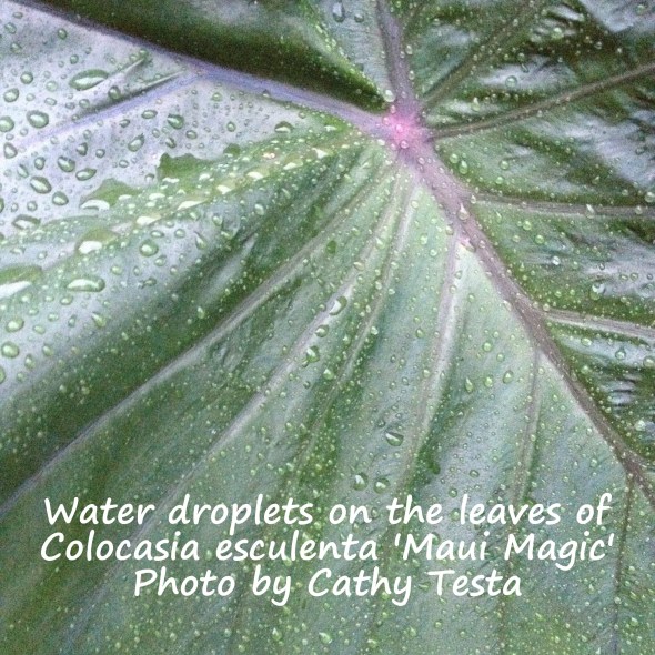 Rain drops on the leaves
