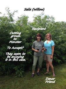 From cutting to a monster friend in the garden