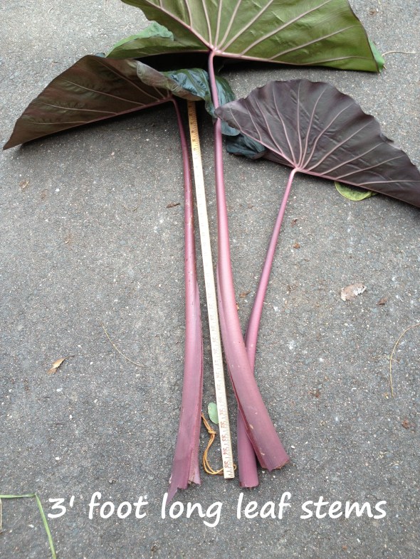 Yard Stick with Ears