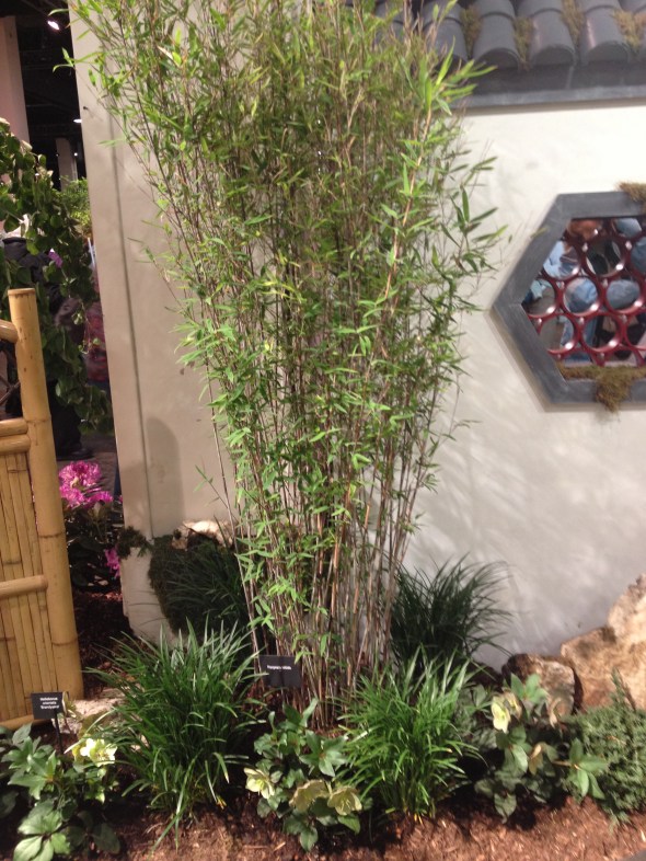 Bamboo with Helleborus perennial