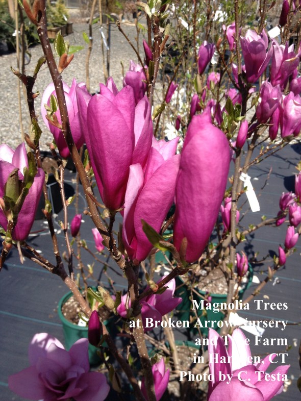 Magnolias at Broken Arrow