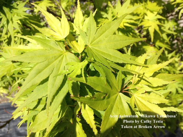 Many beautiful Japanese maple trees at Broken Arrow