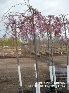 Container Grown Tree Example