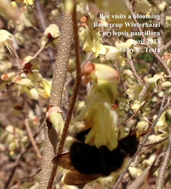 Bee busy on a winterhazel