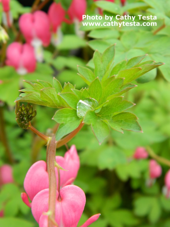 Droplet on Bleeding Heart Leaves