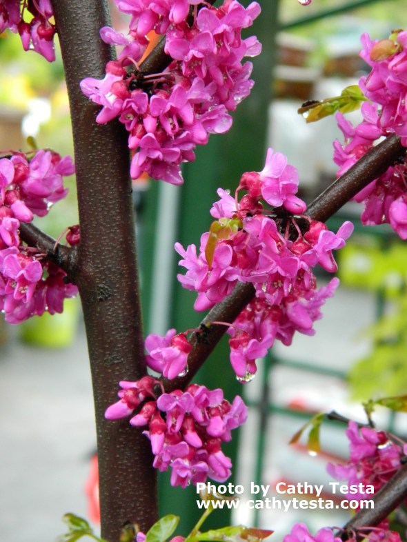 Redbud Tree Buds