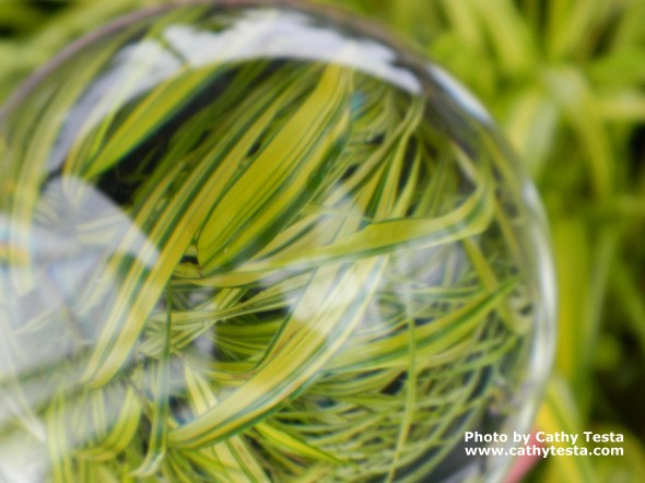 Hakon grass 'Aureola'