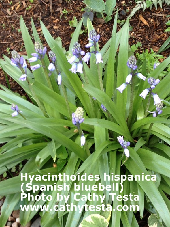 Spanish bluebell