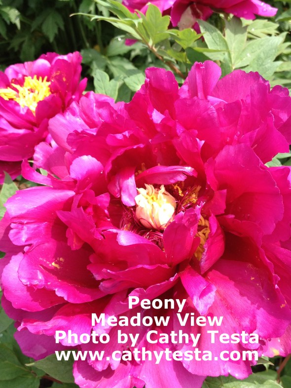 A stunning peony in the garden displays