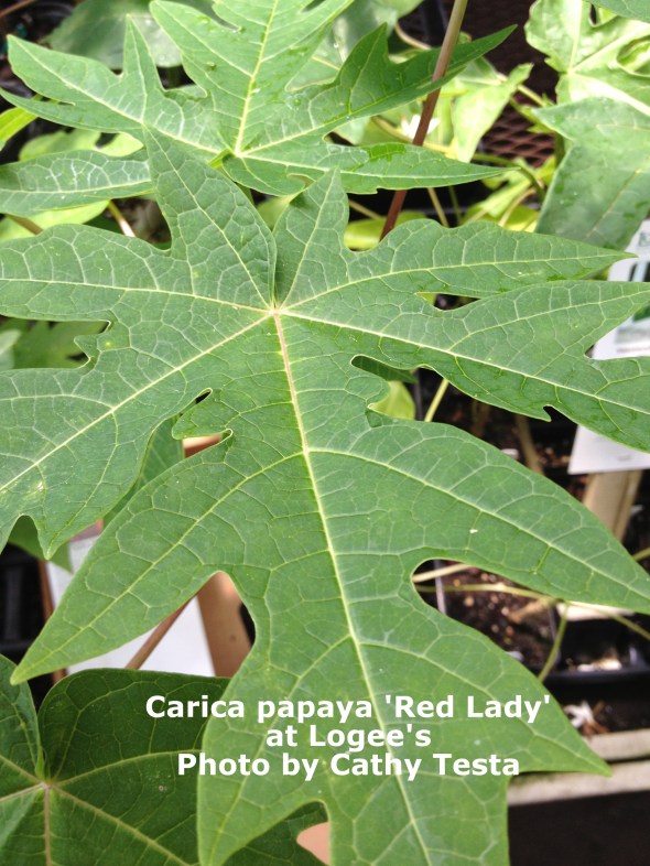 My first papaya plant, 'Red Lady'
