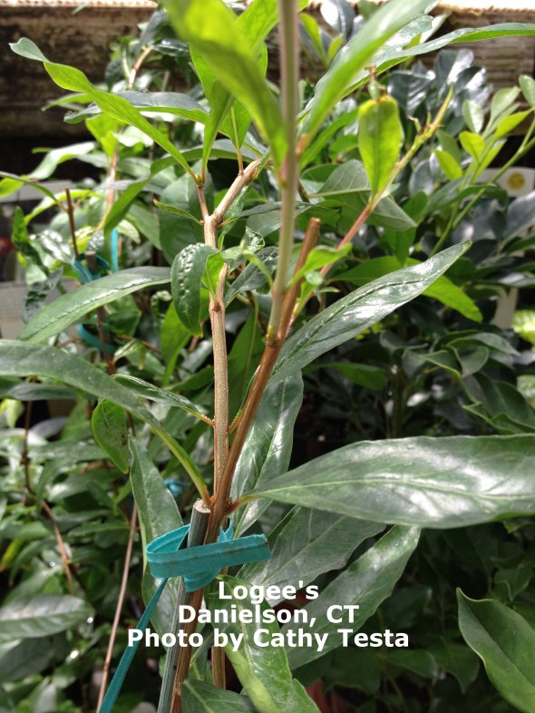 Can u guess what this is?