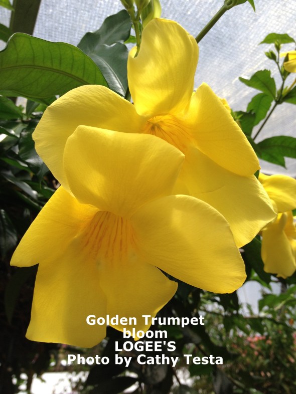 Dripping from the Ceilings