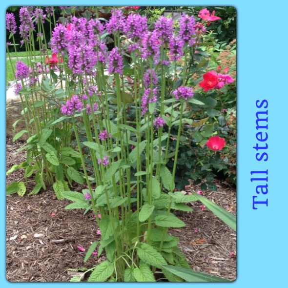 Lamb's Ear, Stachys monieri 'Hummelo'