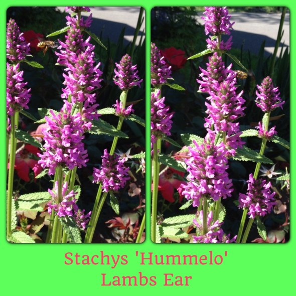 Lamb's Ear Perennial
