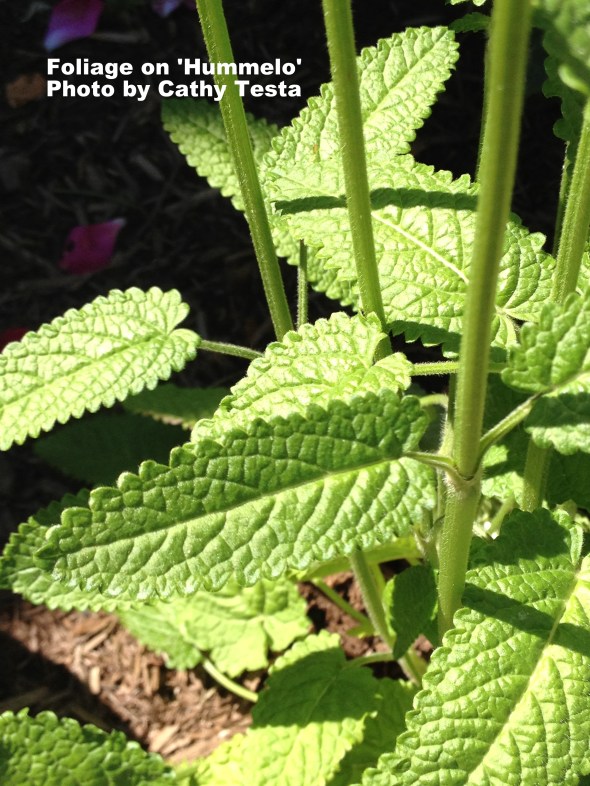 Foliage on Lamb's Ear