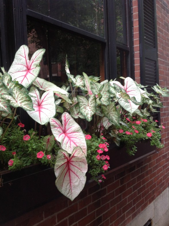 Beacon Hill Window Box