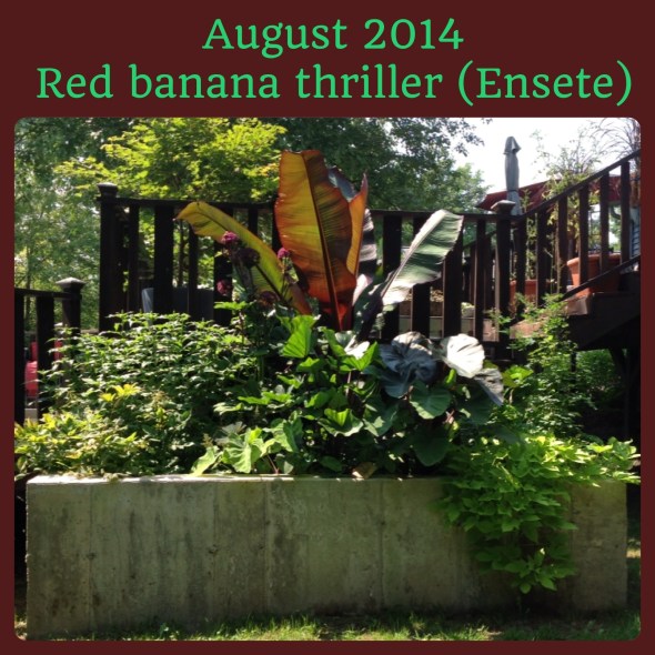 My Monster Cement Planter